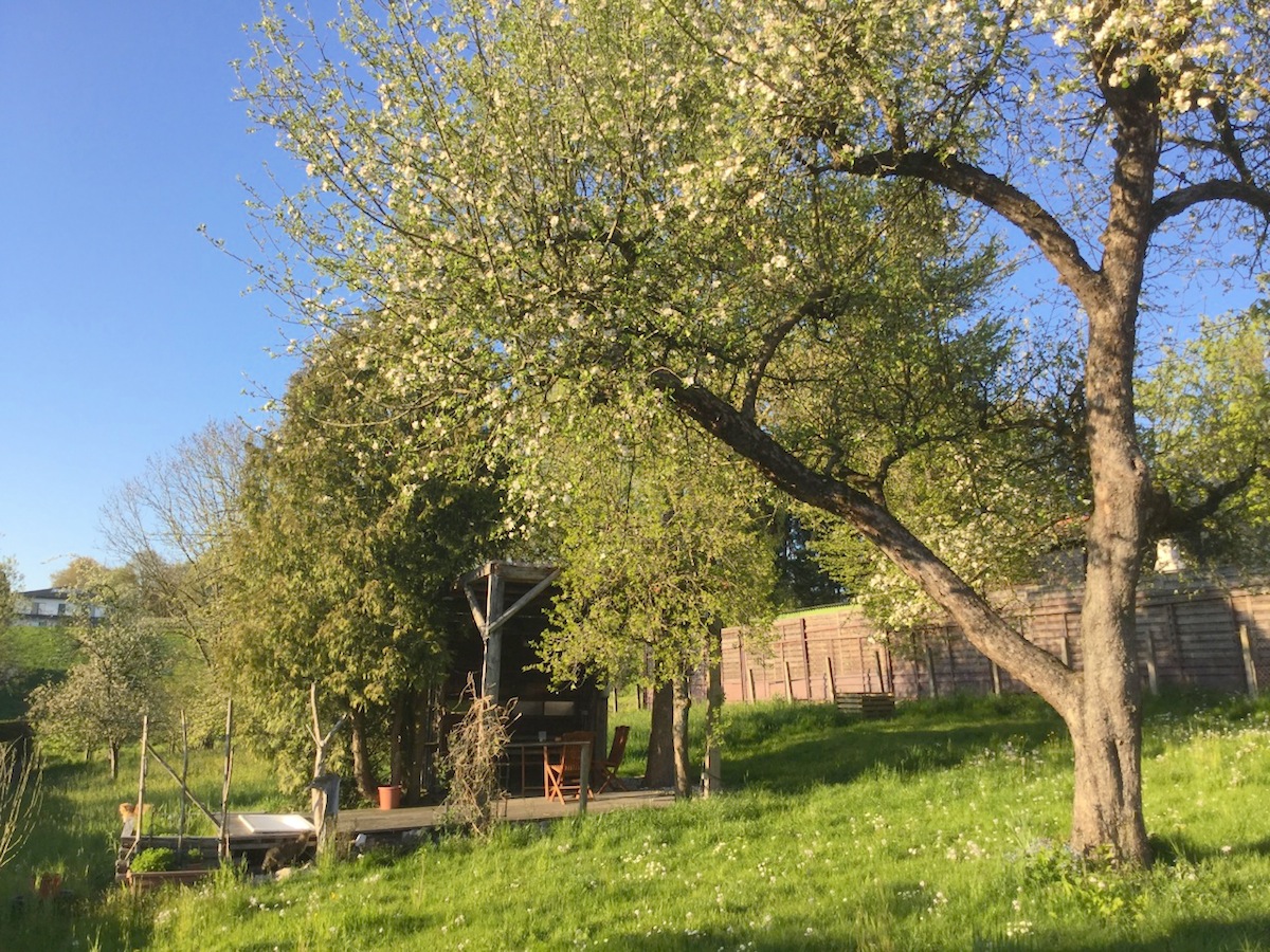Apfelbaum - Gartenlaube